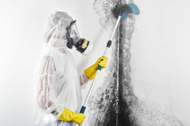 Best Commercial Mold Inspection  in Orland Park, IL
