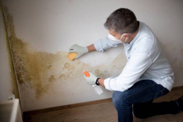 Best Air Quality Testing for Mold Spores  in Orland Park, IL